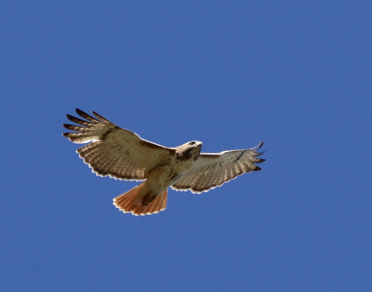 Red-tailed Hawk - Holly Cox