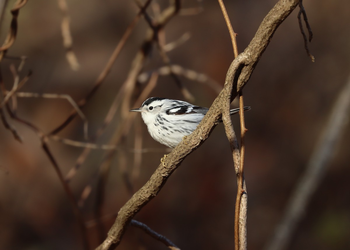 Black-and-white Warbler - ML516432501