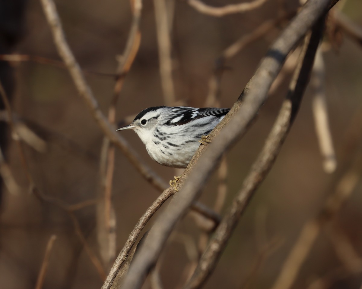 Black-and-white Warbler - ML516432511