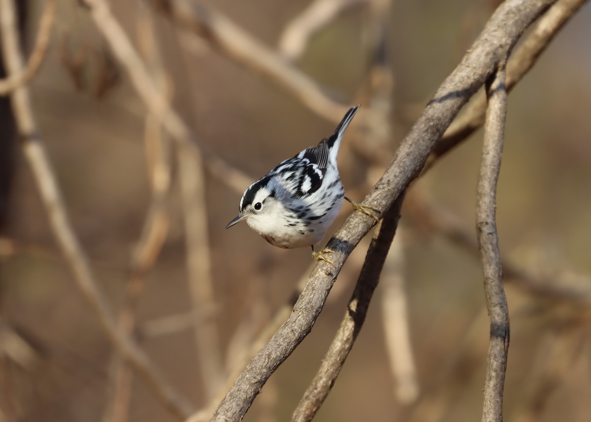 Black-and-white Warbler - ML516432521