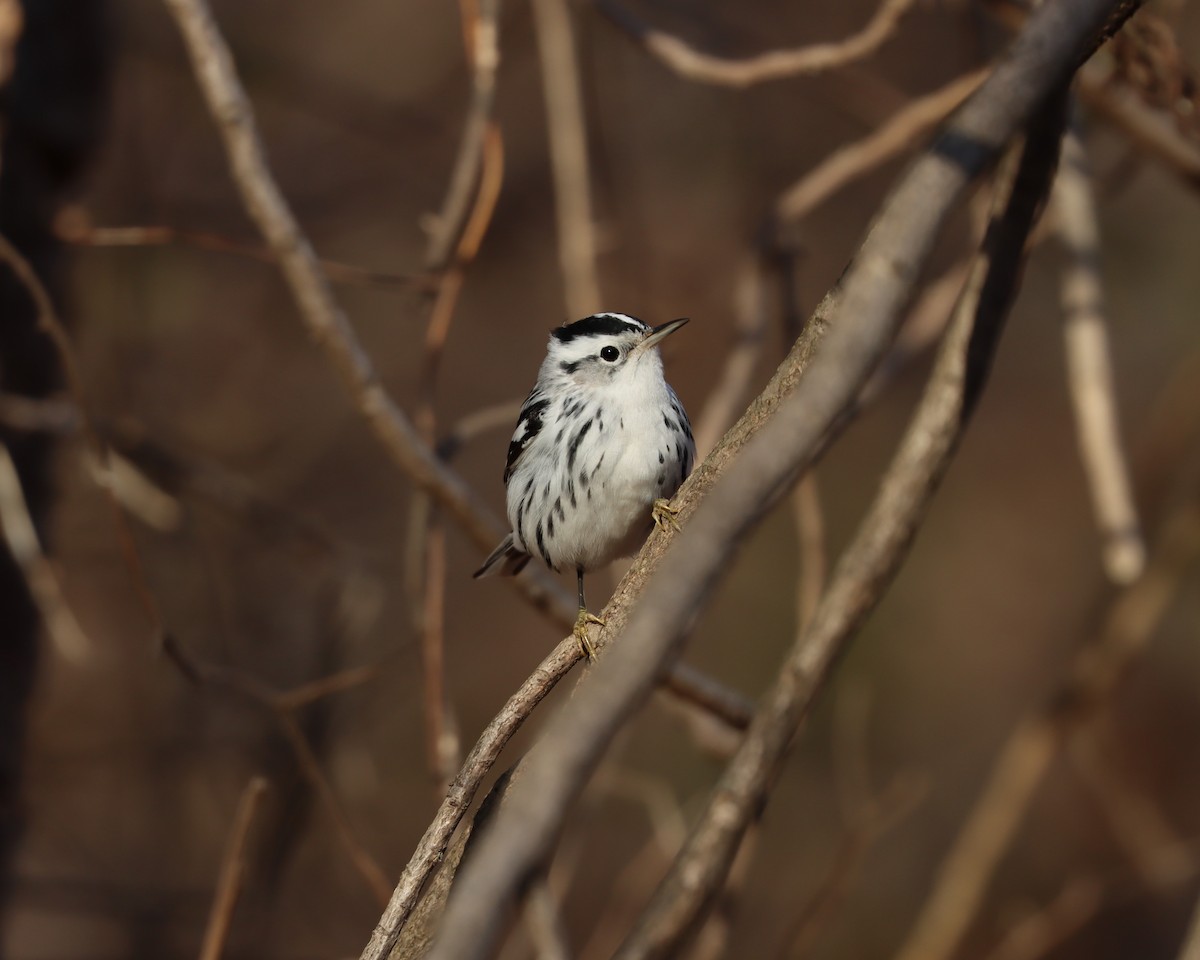 Black-and-white Warbler - ML516432531