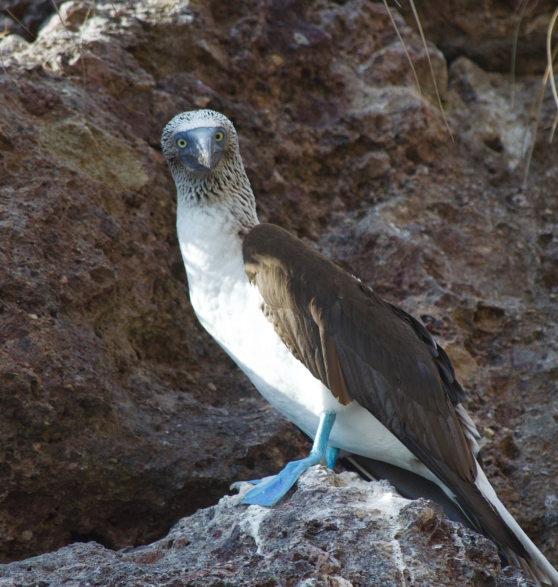 Blue-footed Booby - alex towers
