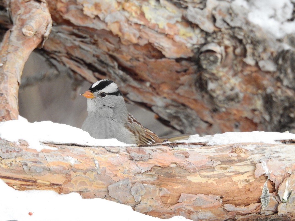 White-crowned Sparrow - ML516437121