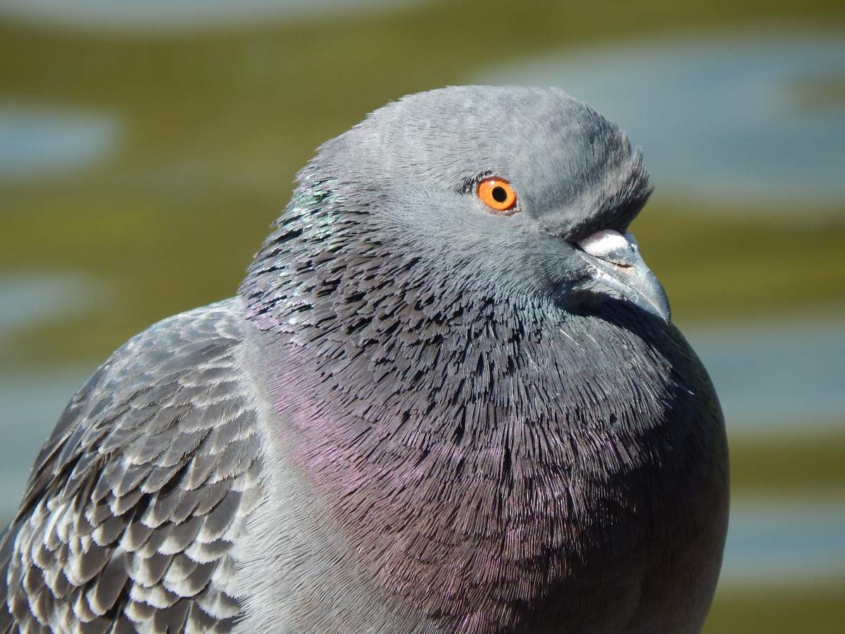 Rock Pigeon (Feral Pigeon) - C. Sledge
