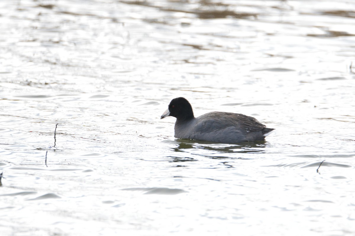 American Coot - Andrew Melnykovych