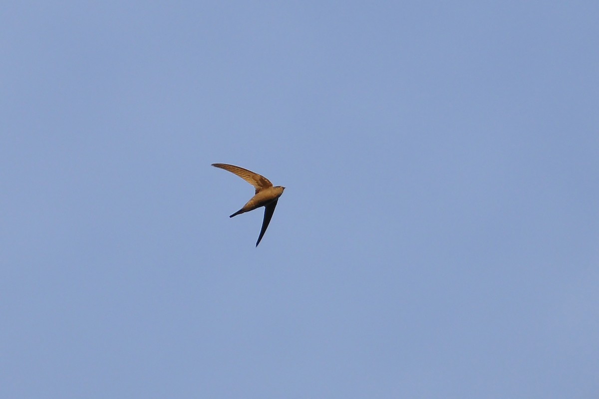 Asian Palm Swift - Miguel Rouco