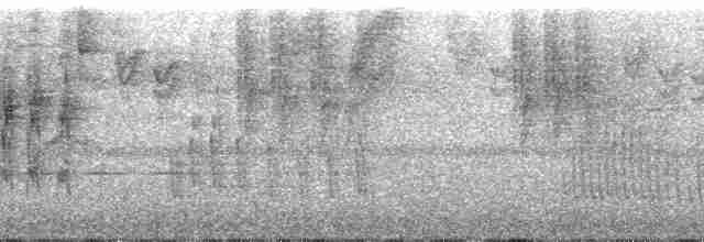 Ak Kanatlı Çalı Serçesi (leucopterus/dresseri) - ML51645