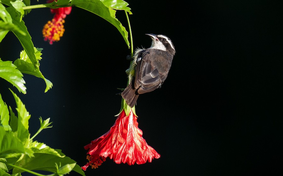 マミジロミツドリ（caboti） eBird