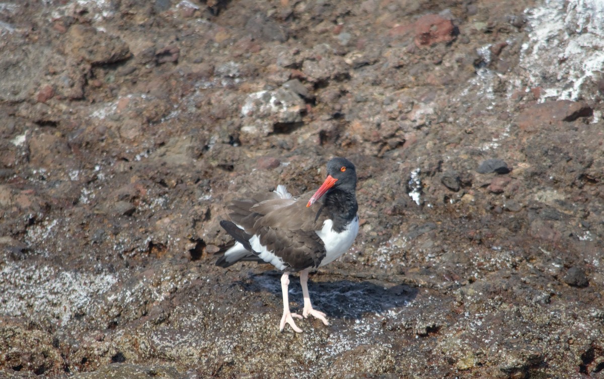 American Oystercatcher - Nathan Towers