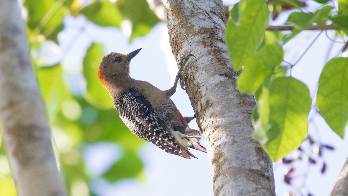 Yucatan Woodpecker - Sean Fitzgerald