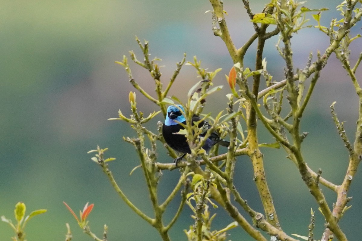 Blue-necked Tanager - ML516459391