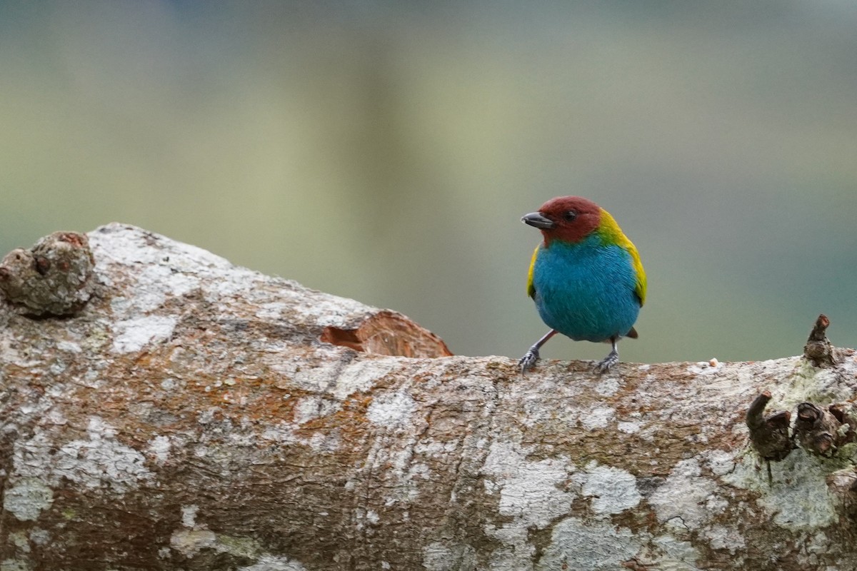 Bay-headed Tanager - ML516459431