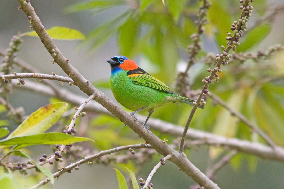 Red-necked Tanager - Marbry Hopkins