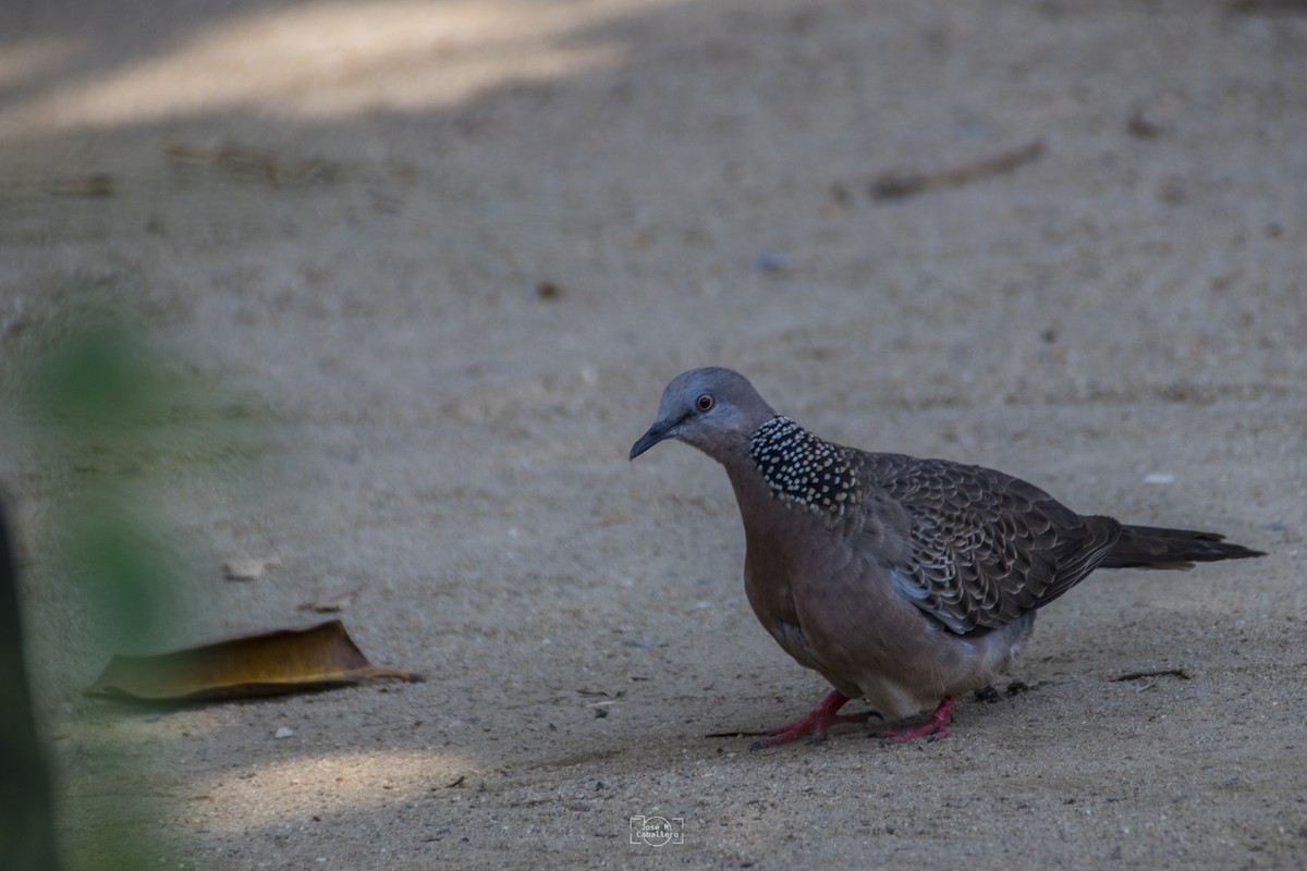 Spotted Dove - ML516462201