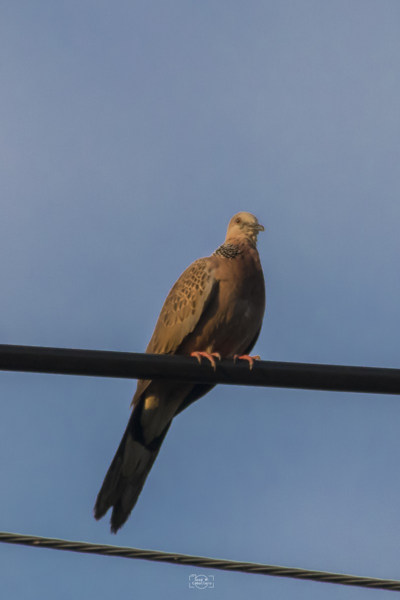 Spotted Dove - ML516462221