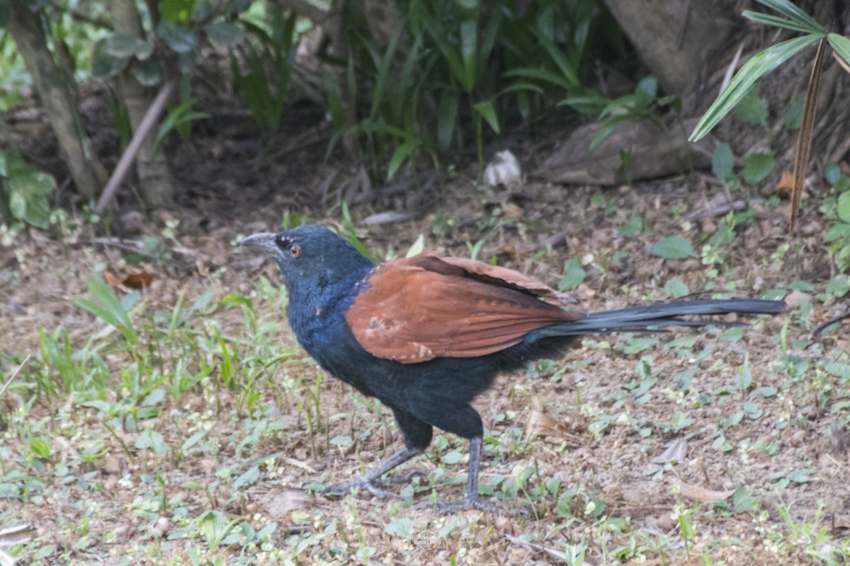 Greater Coucal - ML516462241