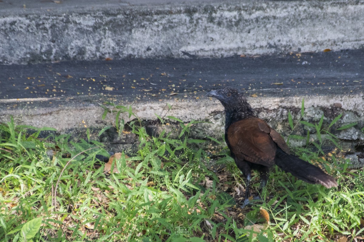 Greater Coucal - ML516462251