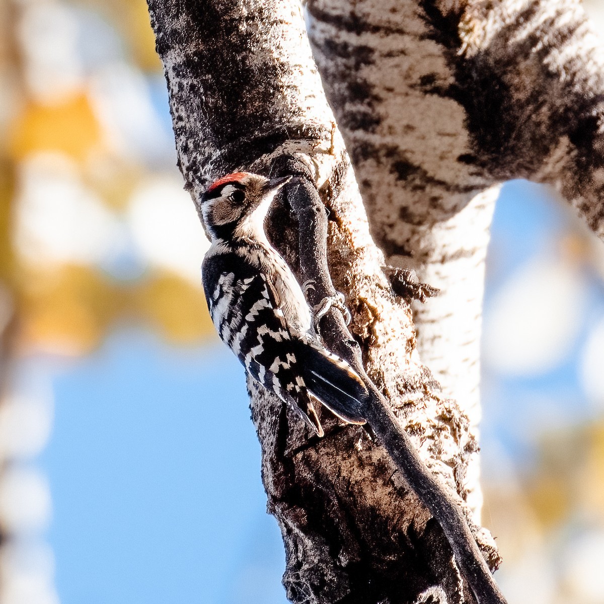 Lesser Spotted Woodpecker - Stratis Vavoudis