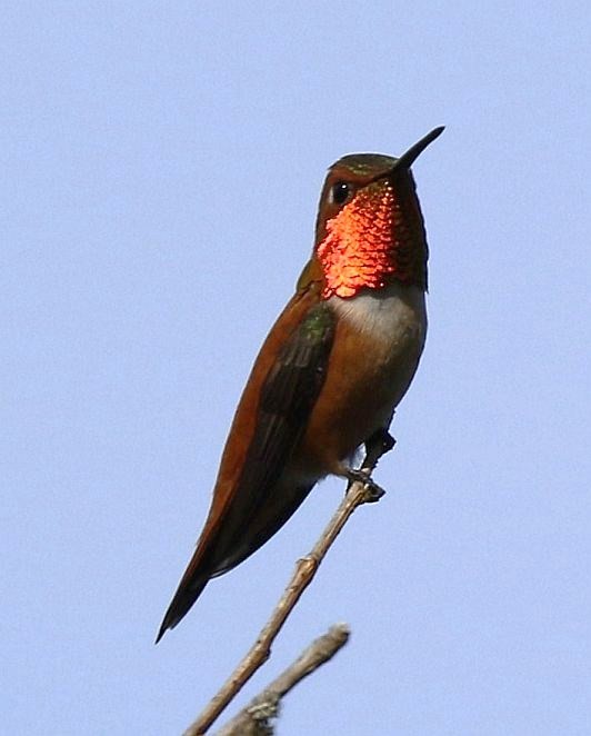 Rufous Hummingbird - ML51646881