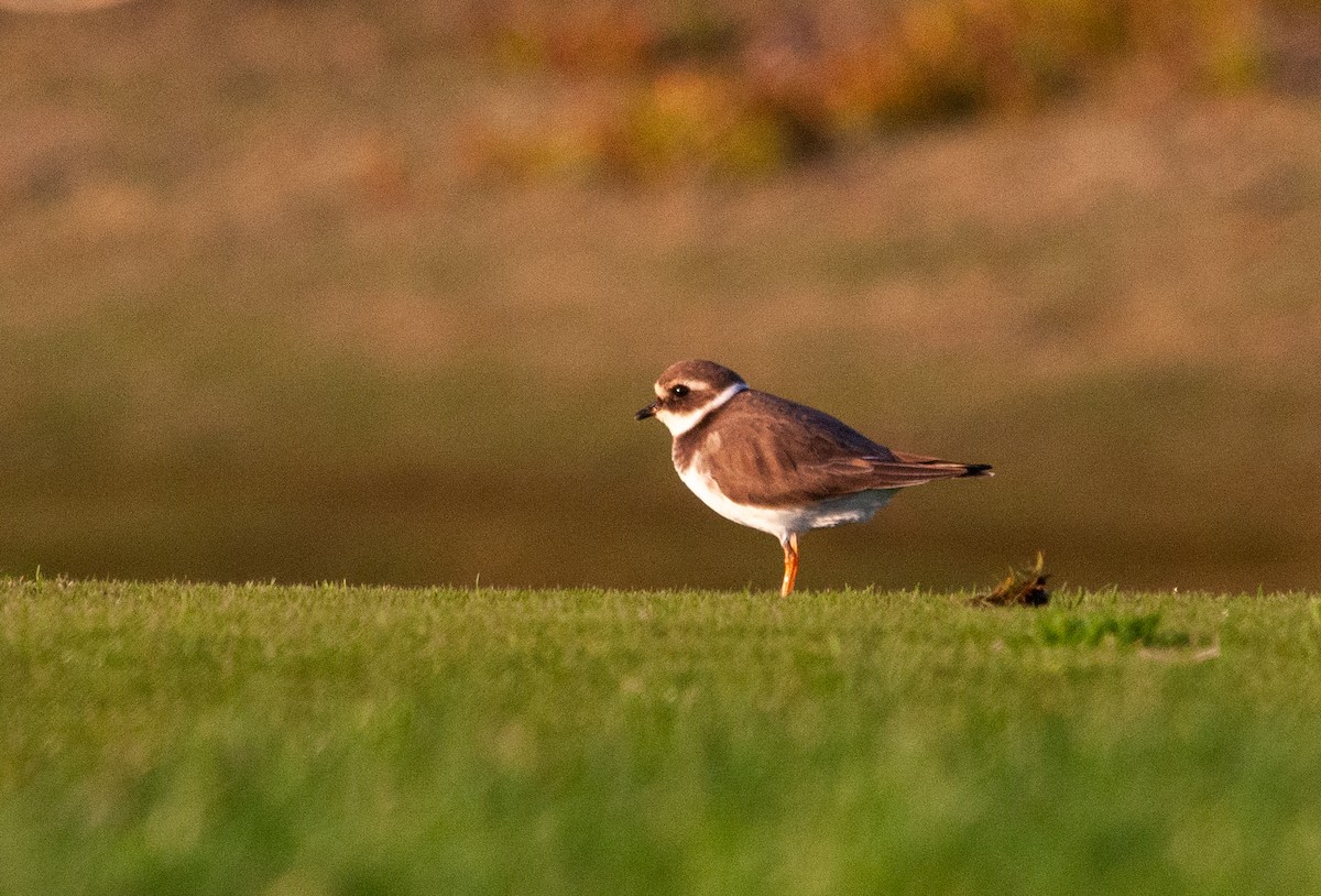 Common Ringed Plover - ML516473311