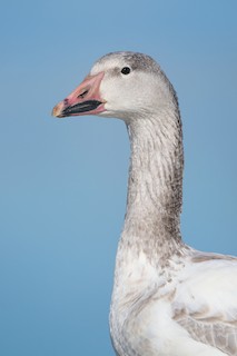 Snow Goose, ML516492531