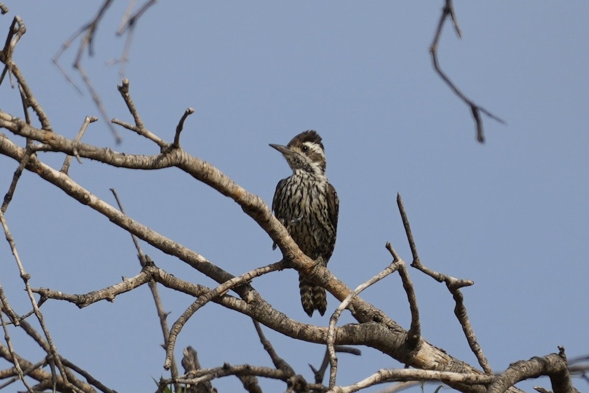 Checkered Woodpecker - ML516493491