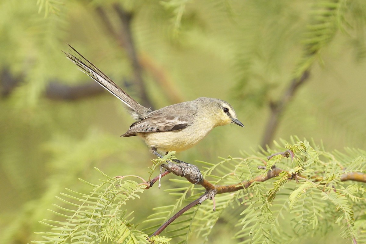 Greater Wagtail-Tyrant - ML516493611
