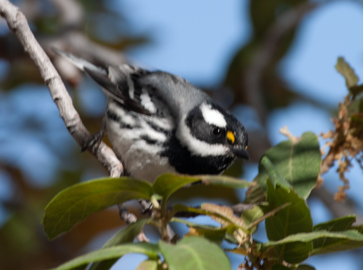 Black-throated Gray Warbler - ML516498271