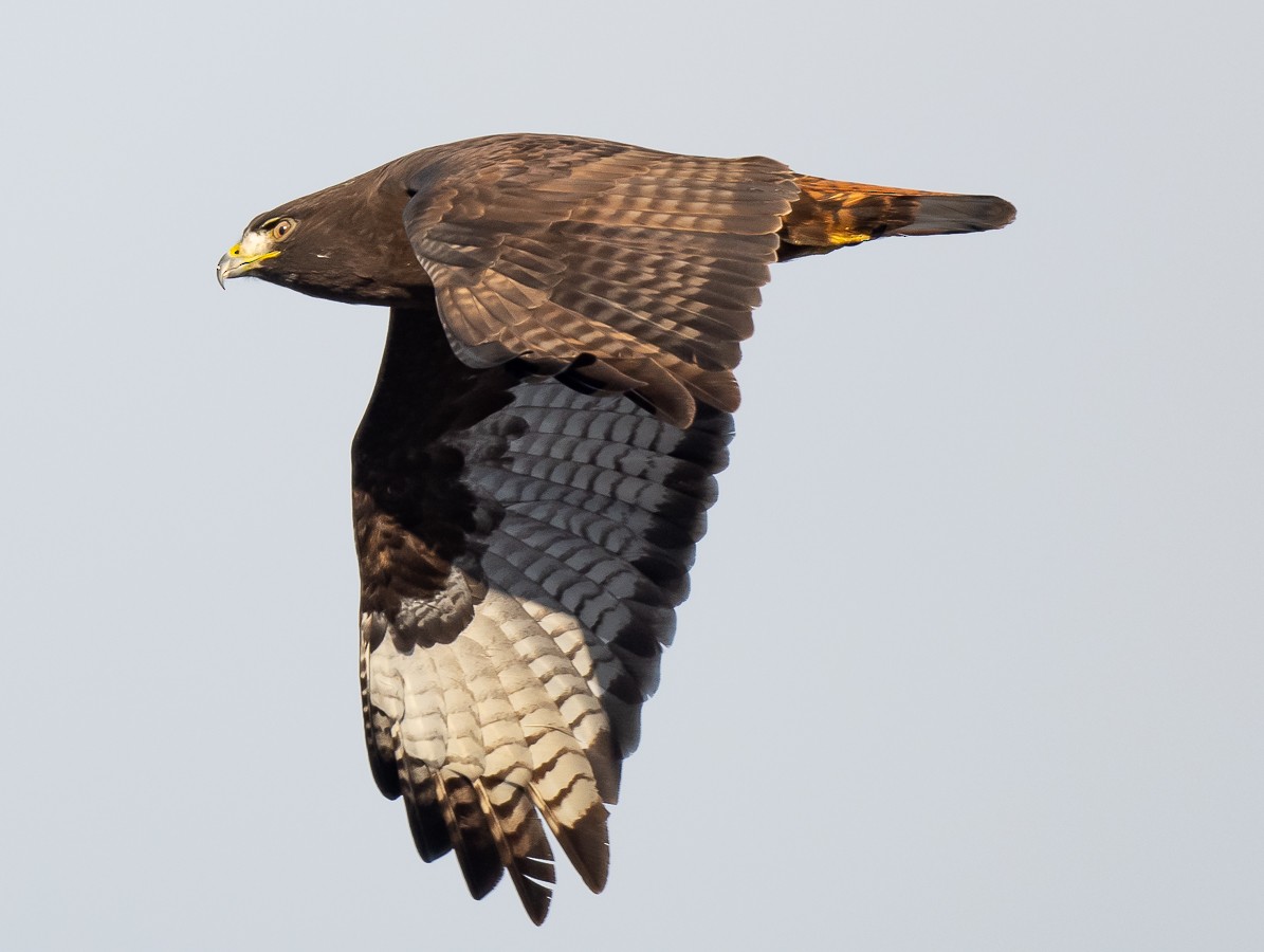 Red-tailed Hawk (calurus/alascensis) - ML516502341