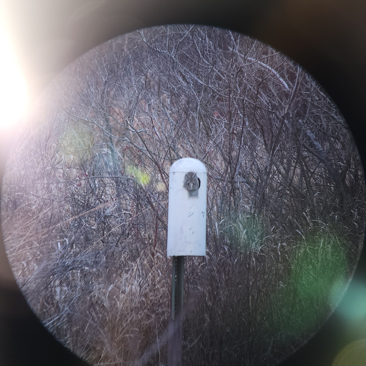 eBird Checklist 22 Dec 2022 Killdeer Plains Wildlife Area (Wyandot