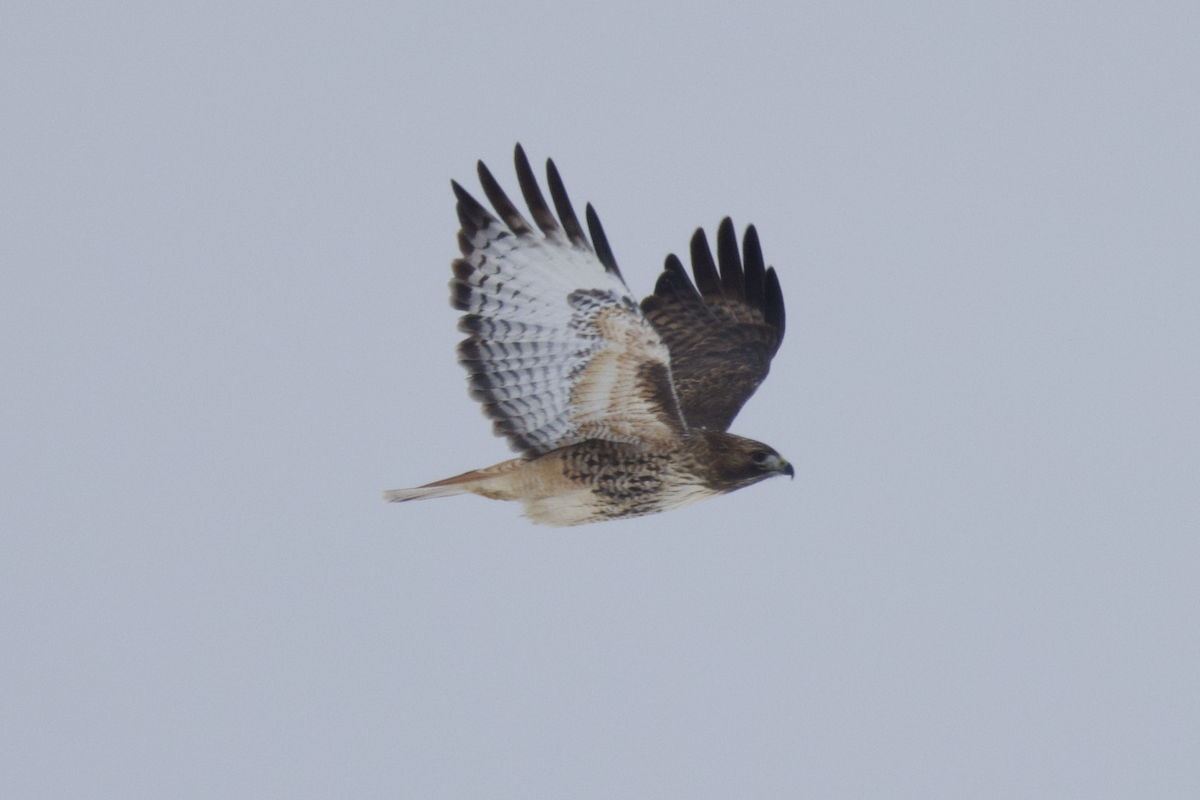 Red-tailed Hawk - ML516504891