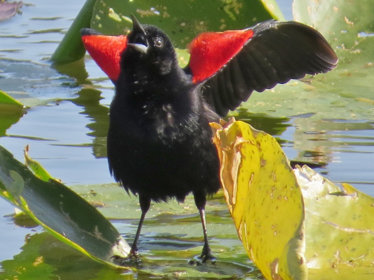 Red-winged Blackbird - ML51650491