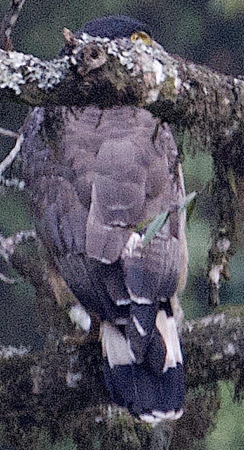 Crested Serpent-Eagle - ML516506081