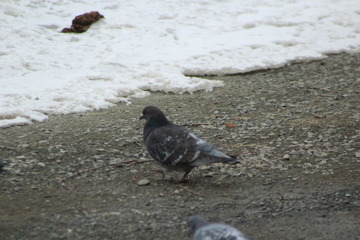 Rock Pigeon (Feral Pigeon) - ML51650901