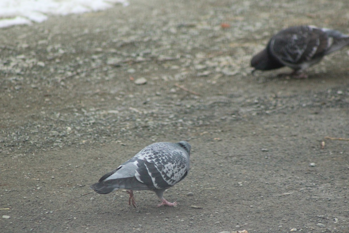 Rock Pigeon (Feral Pigeon) - ML51650921