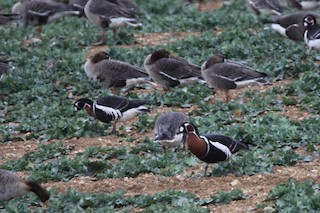 Red-breasted Goose, ML516511181