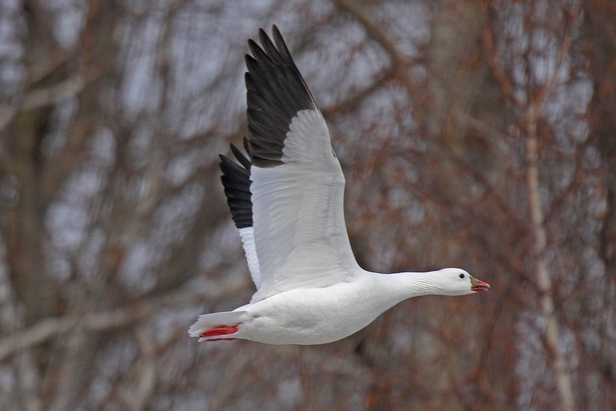 Ross's Goose - dave trumbell