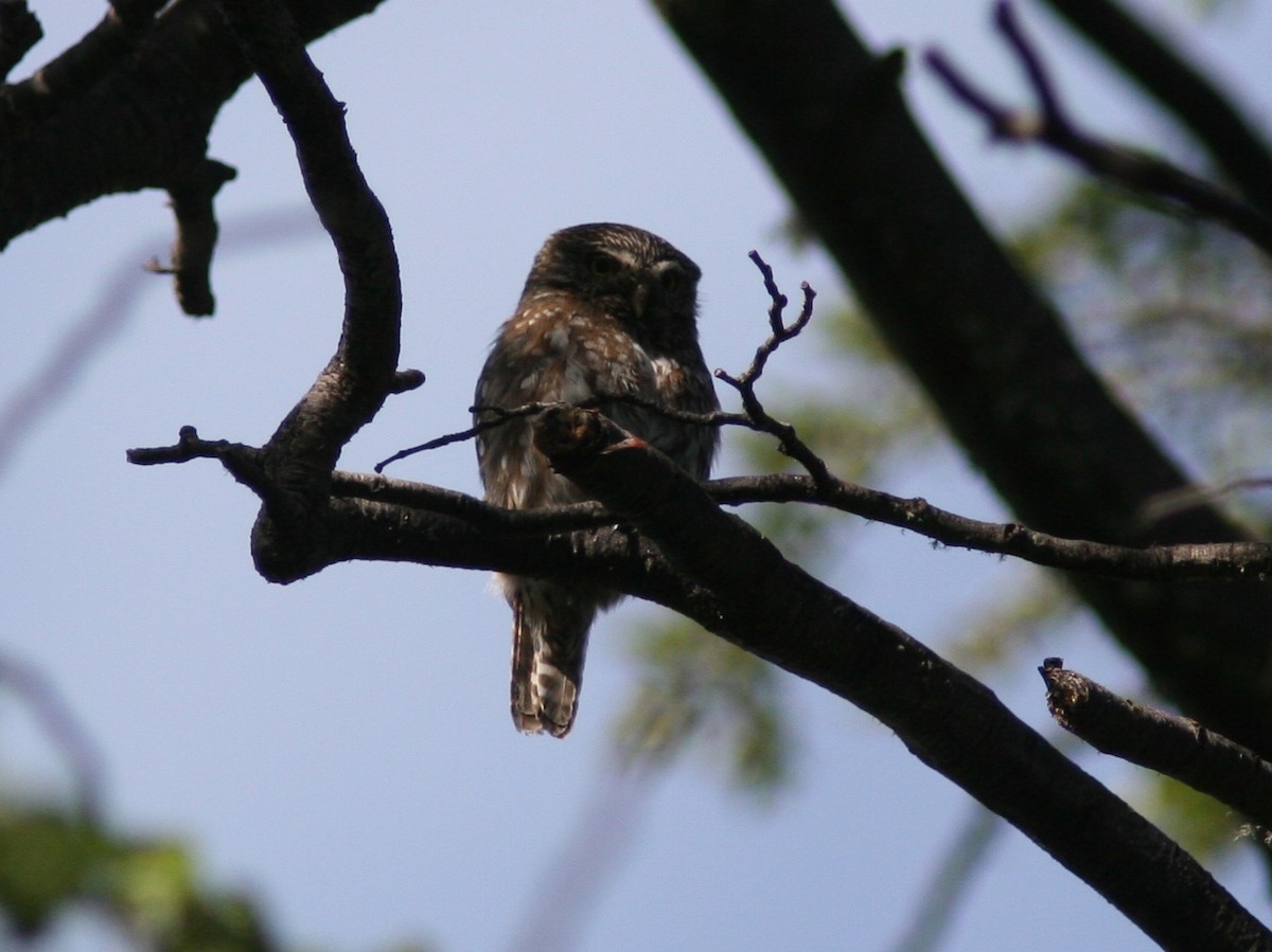 Austral Pygmy-Owl - Markus Deutsch