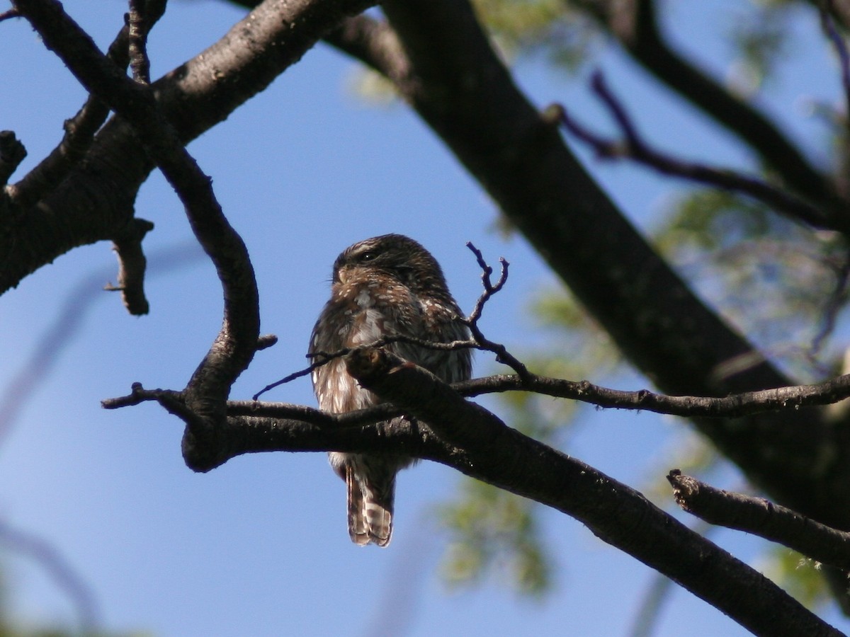 Austral Pygmy-Owl - ML516521261
