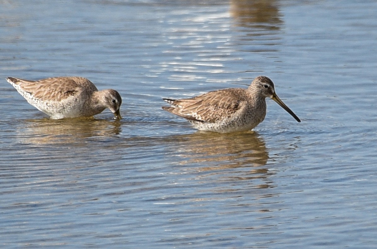 Long-billed Dowitcher - ML516525351