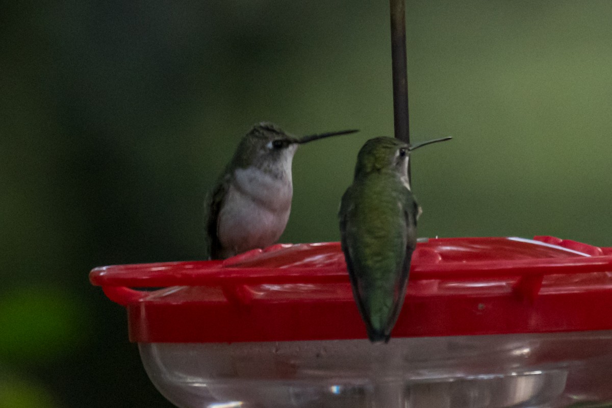 Black-chinned Hummingbird - Gabrielle Harrison