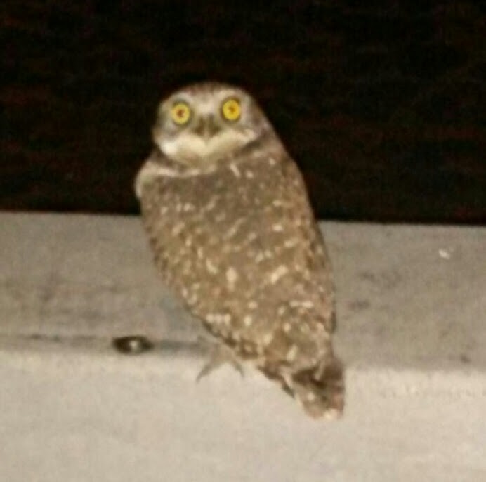 Burrowing Owl - ML516526571