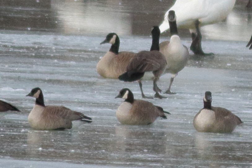 eBird Checklist 25 Dec 2022 1440 West Obermiller Road, Columbia