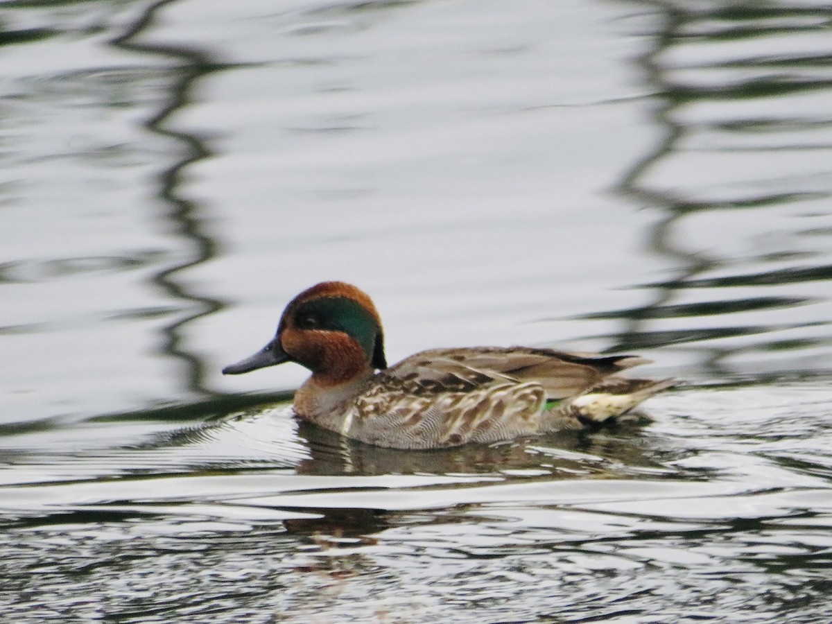 Green-winged Teal - ML516532721