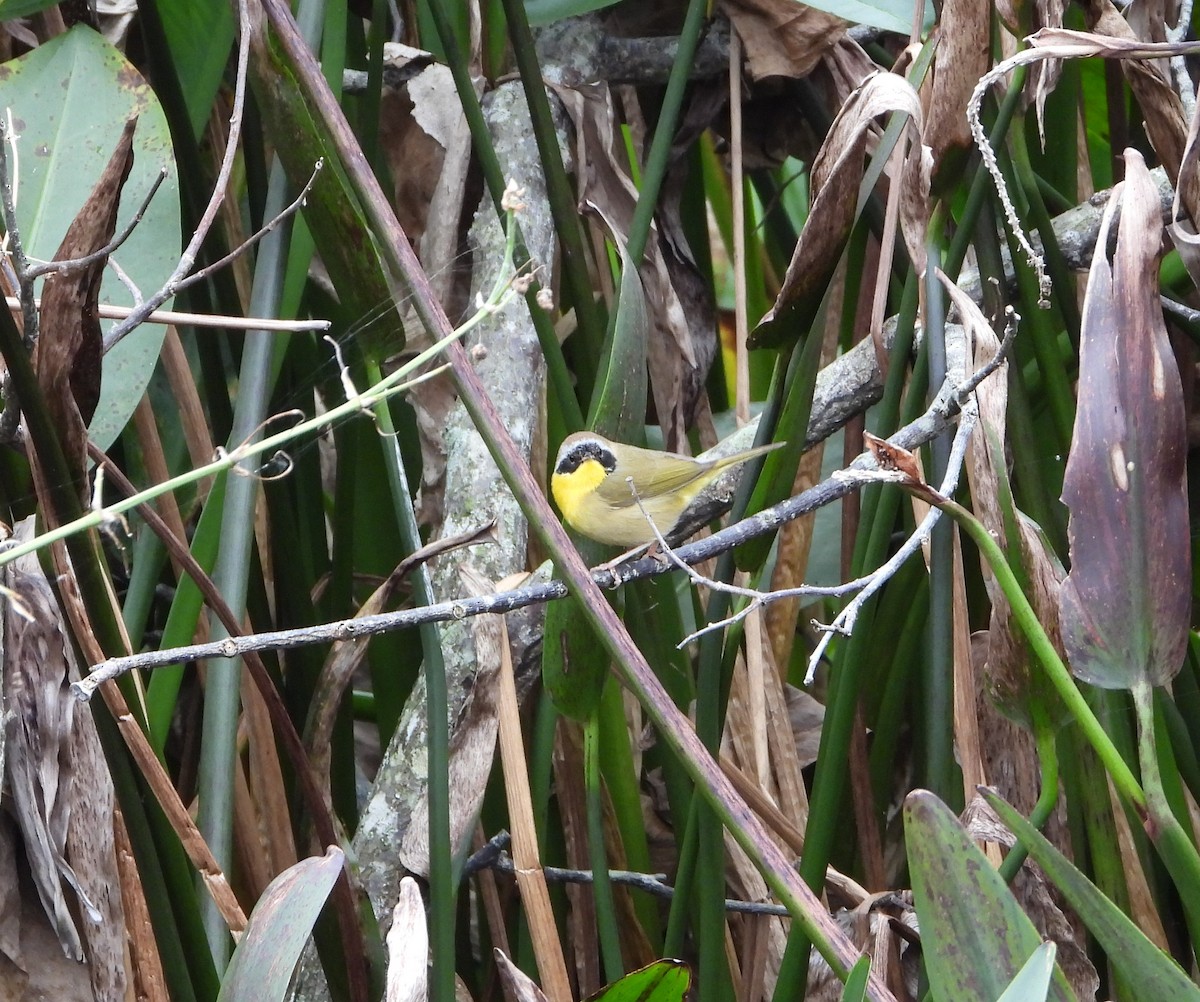 Common Yellowthroat - Mark Penkower