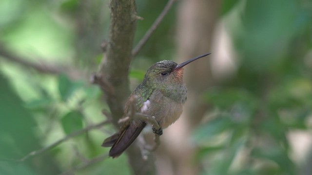 Gilded Hummingbird - ML516534921
