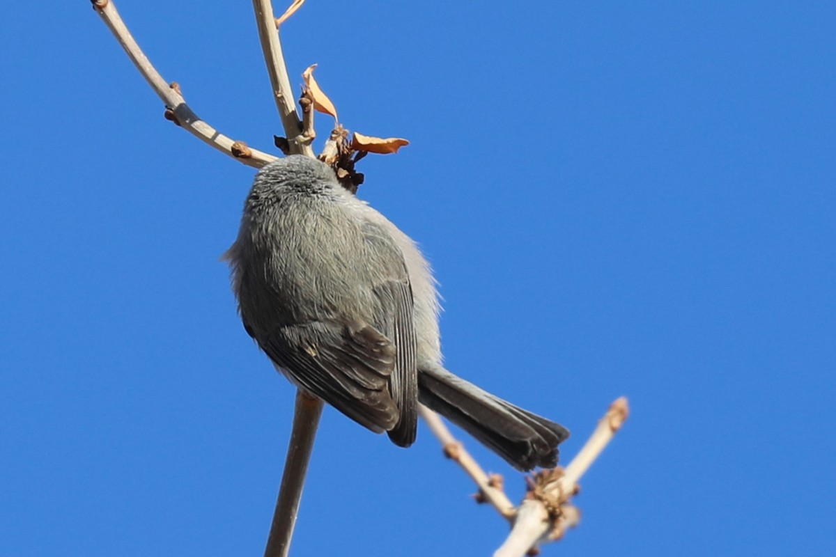 ebird-checklist-17-dec-2022-lions-park-cheyenne-9-species