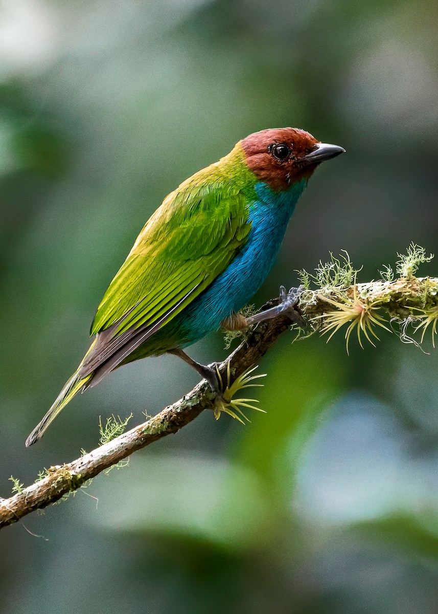 Bay-headed Tanager - ML516541211
