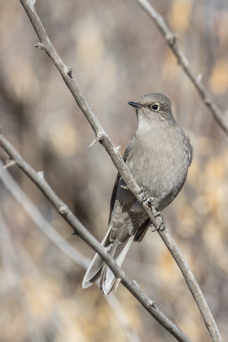 Townsend's Solitaire - ML516545031