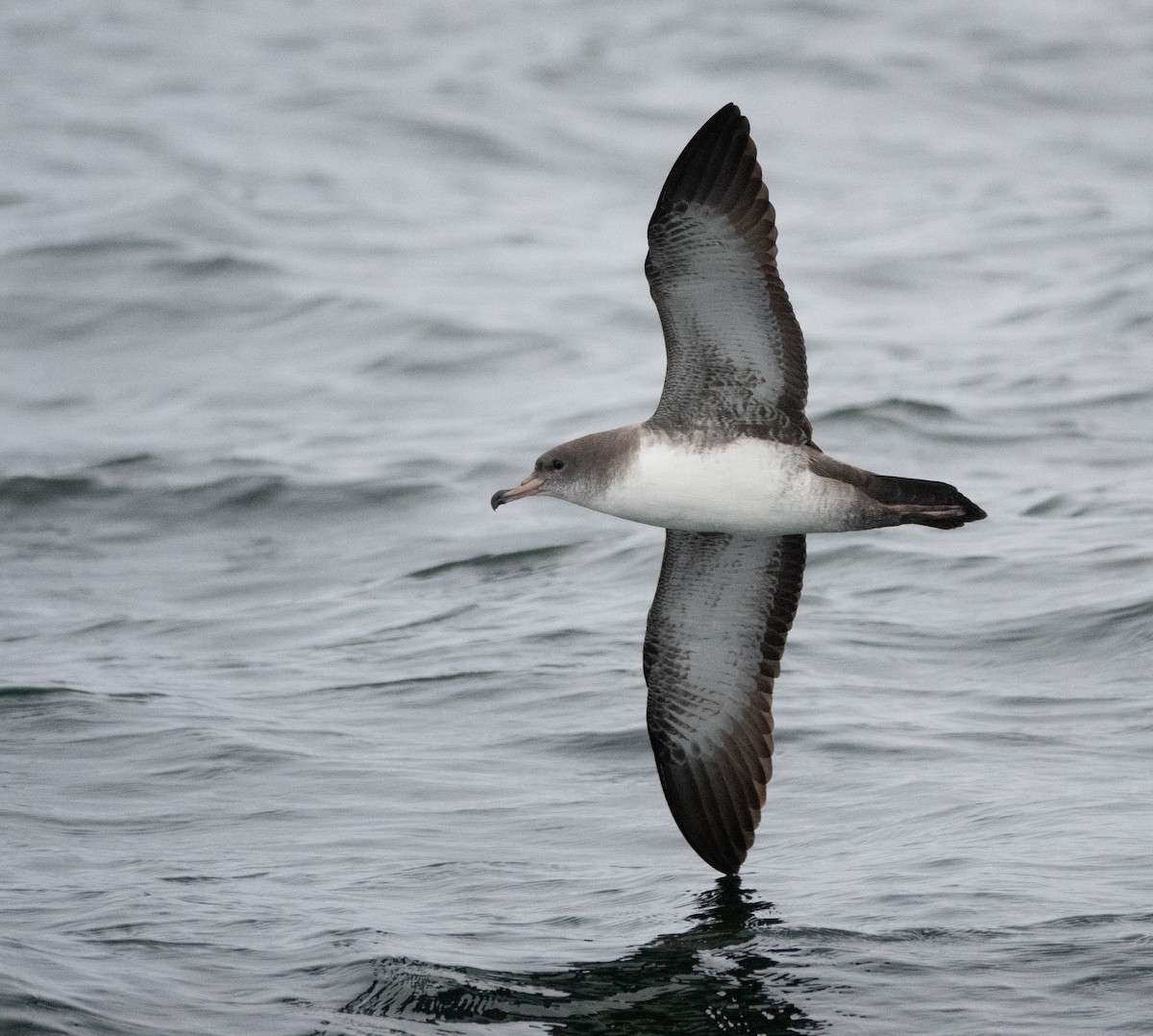 Pink-footed Shearwater - ML516550241